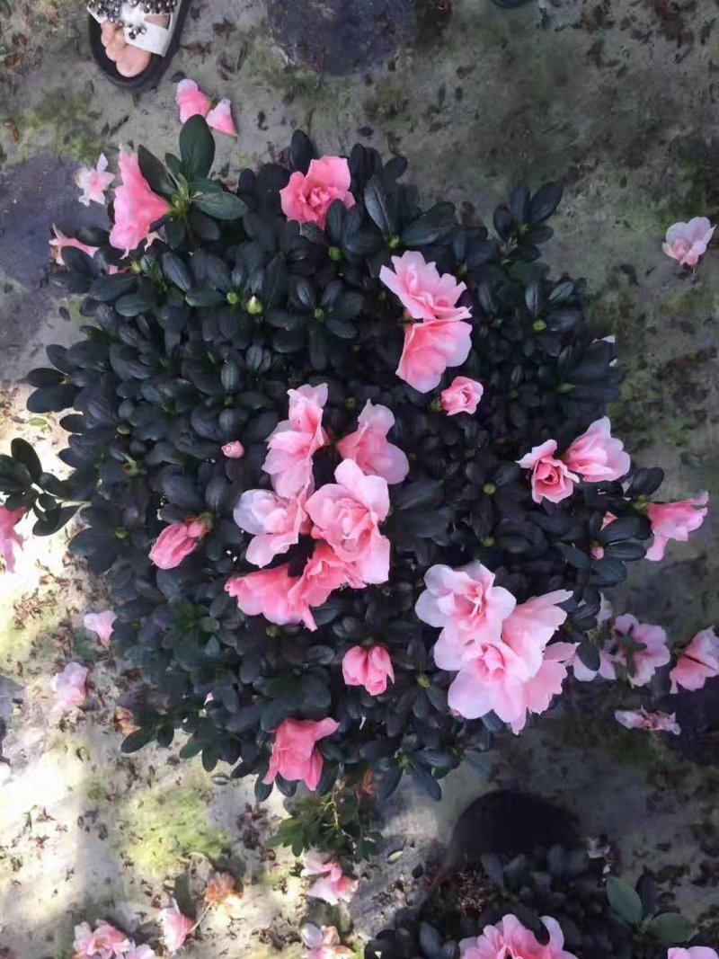 各种规格花卉批发