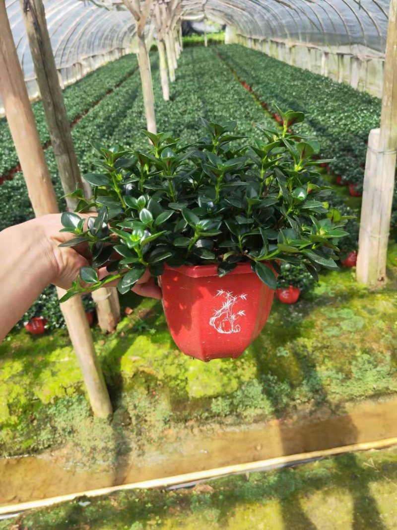 各种规格花卉批发