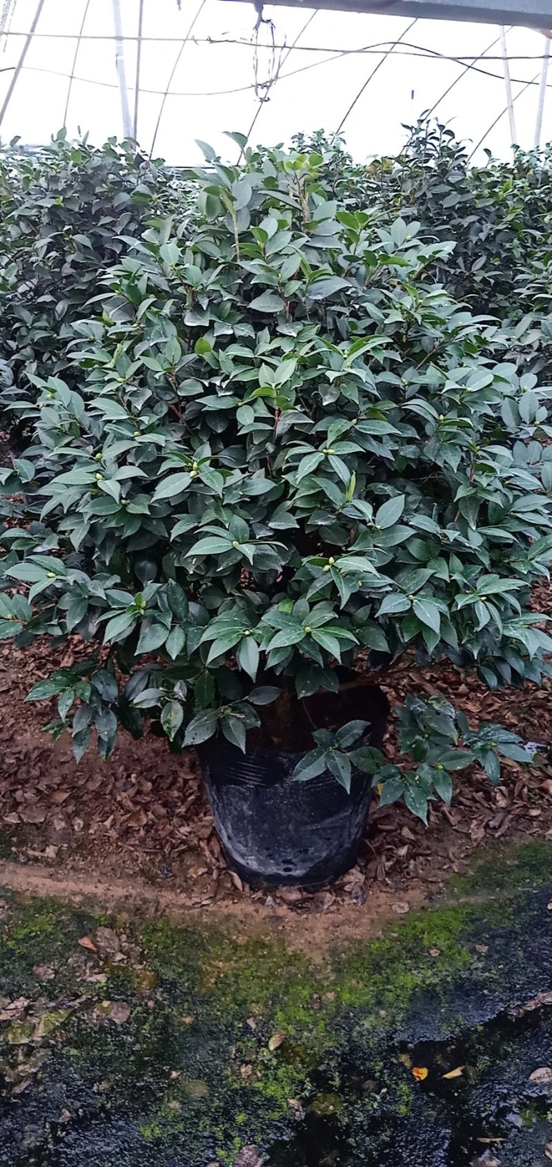 各种规格花卉批发