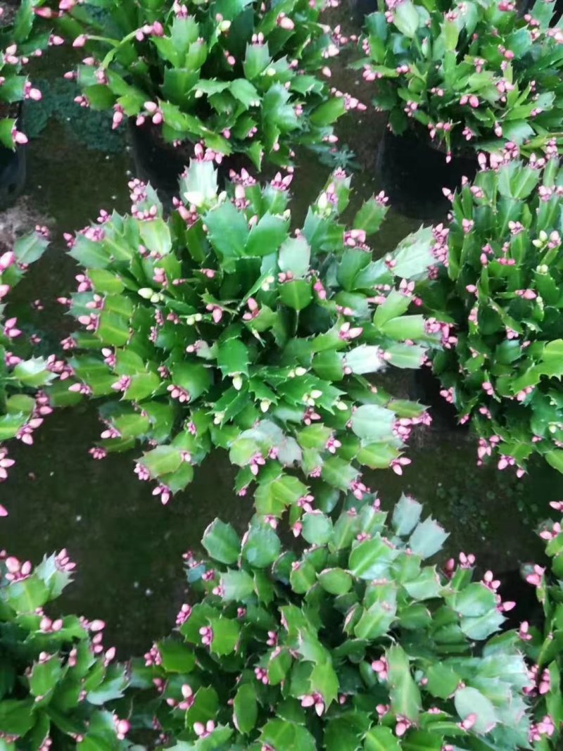 各种规格花卉批发