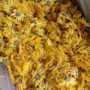 正宗江西修水金丝皇菊