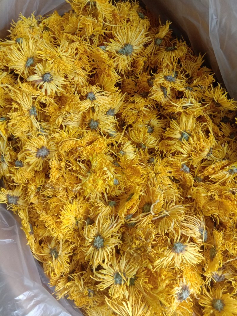 正宗江西修水金丝皇菊