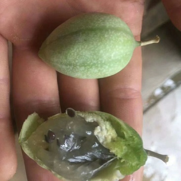新品种冰淇淋百香果苗