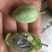 新品种冰淇淋百香果苗