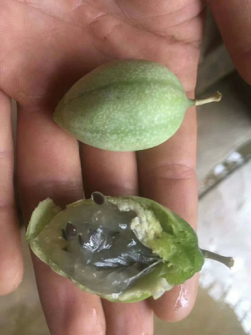 新品种冰淇淋百香果苗