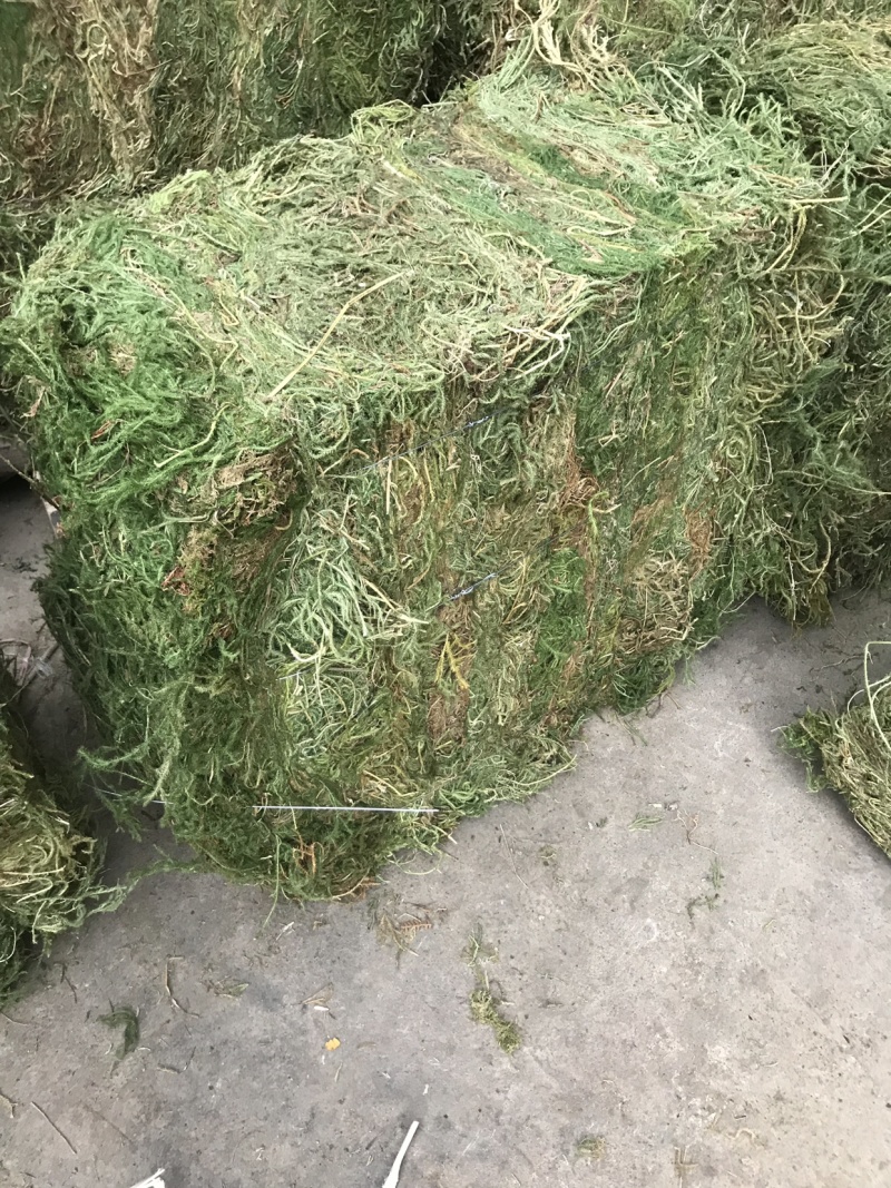 伸筋草，个子，机压包。干货