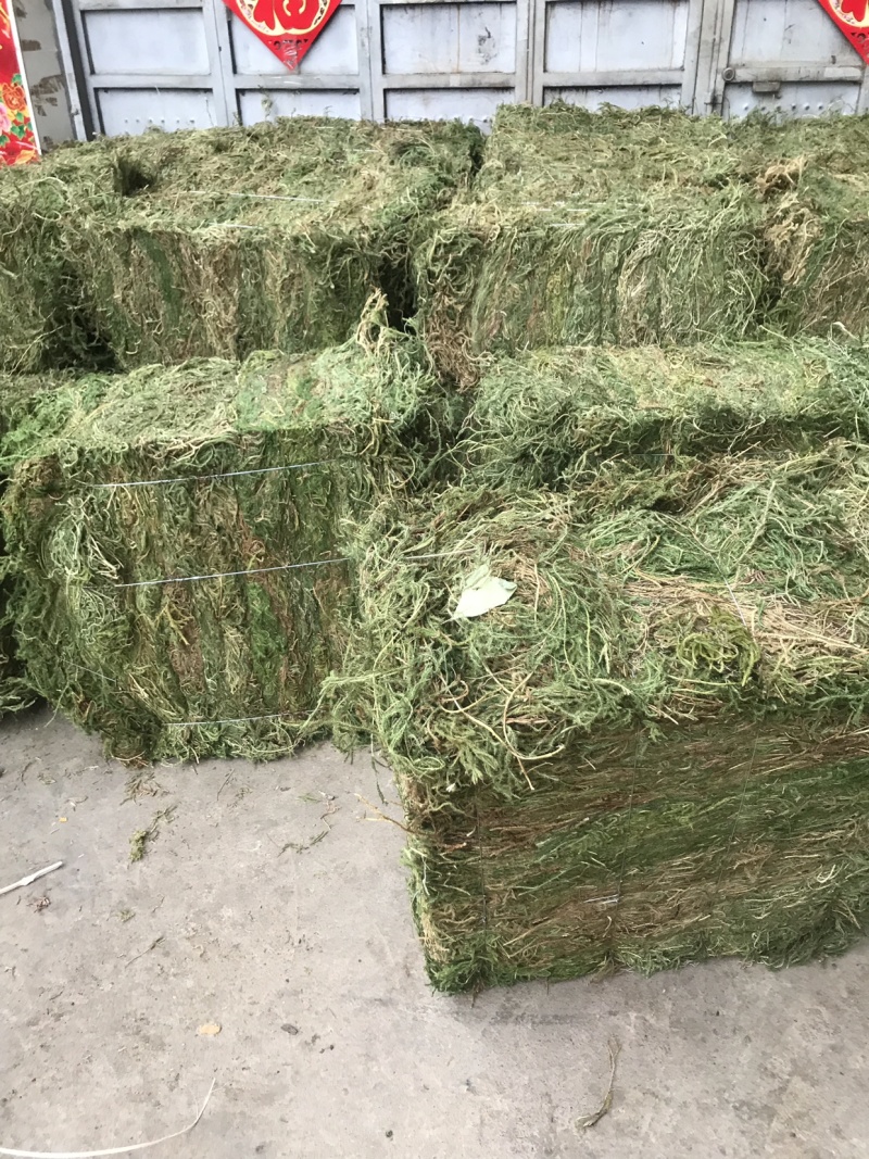 伸筋草，个子，机压包。干货