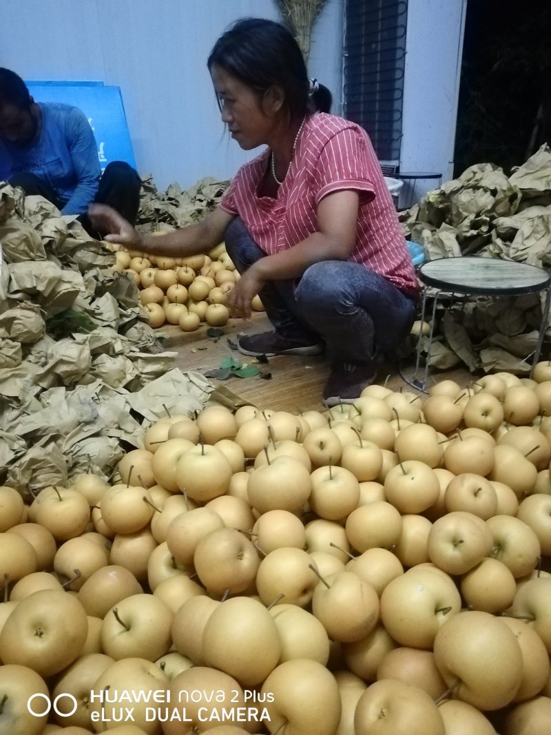 有机转换期秋月梨.龍楊貢梨，佛见喜梨，全国发货一件代发。