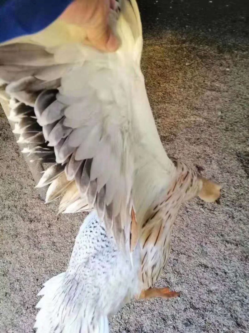 鸭肉