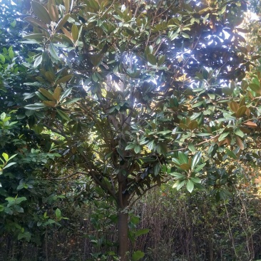广玉兰