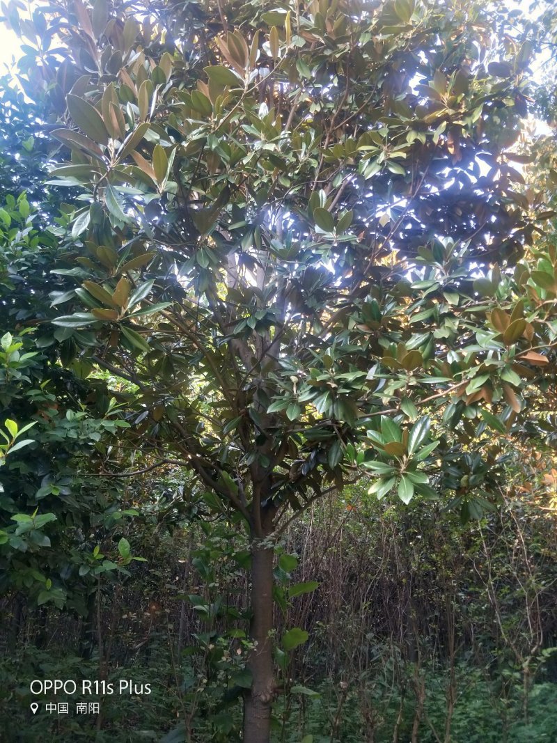 广玉兰
