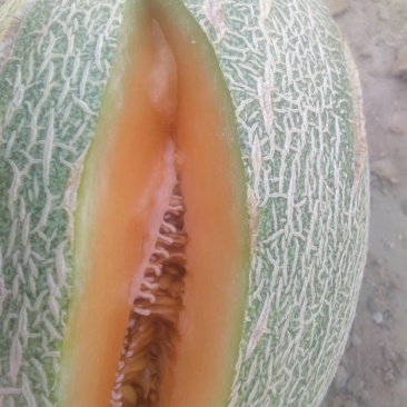 哈密瓜西洲密25