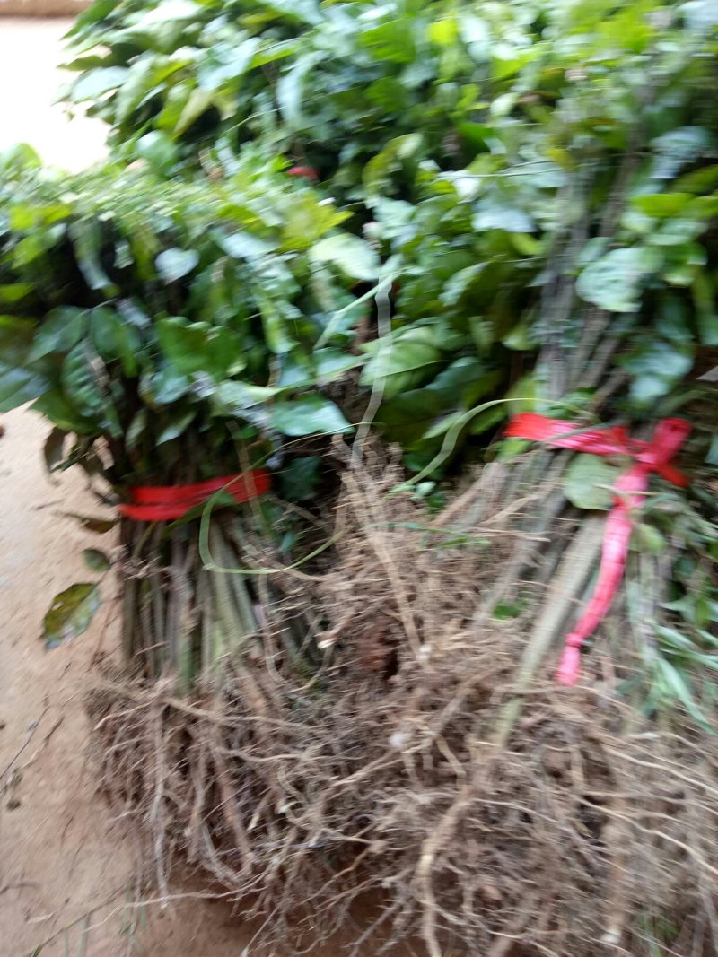 供应山黄皮果苗，黄皮果实生苗