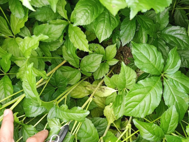 【精品】长梗刺五加苗，短梗刺五加苗，药用，食用买苗送种子