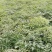 【优质】刺嫩芽一年苗一手货源保证质量量大从优