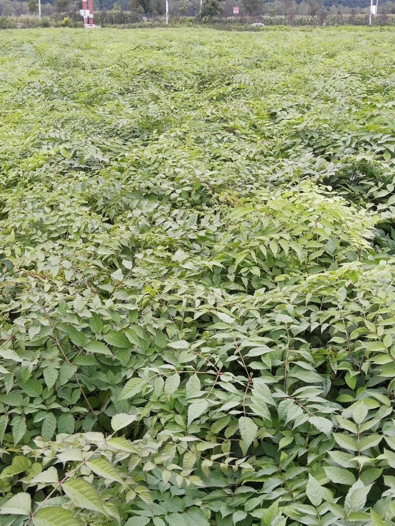【优质】刺嫩芽一年苗一手货源保证质量量大从优