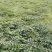 【优质】刺嫩芽一年苗一手货源保证质量量大从优