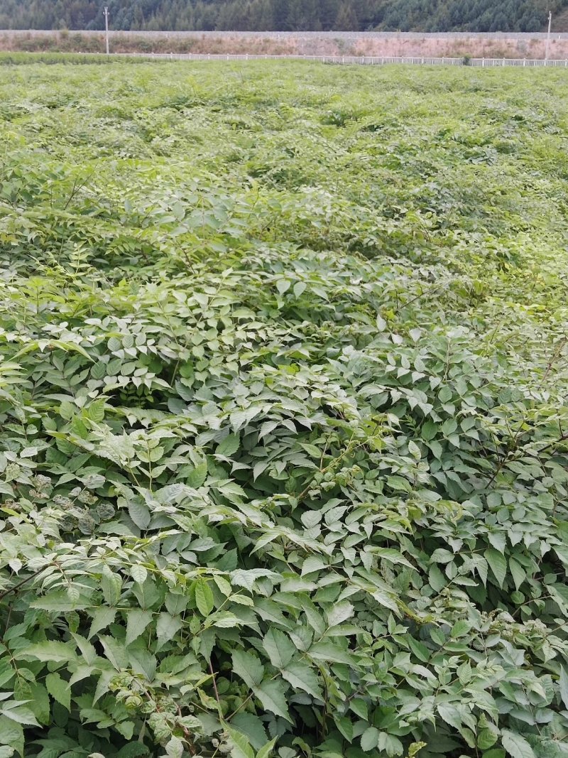 【优质】刺嫩芽一年苗一手货源保证质量量大从优