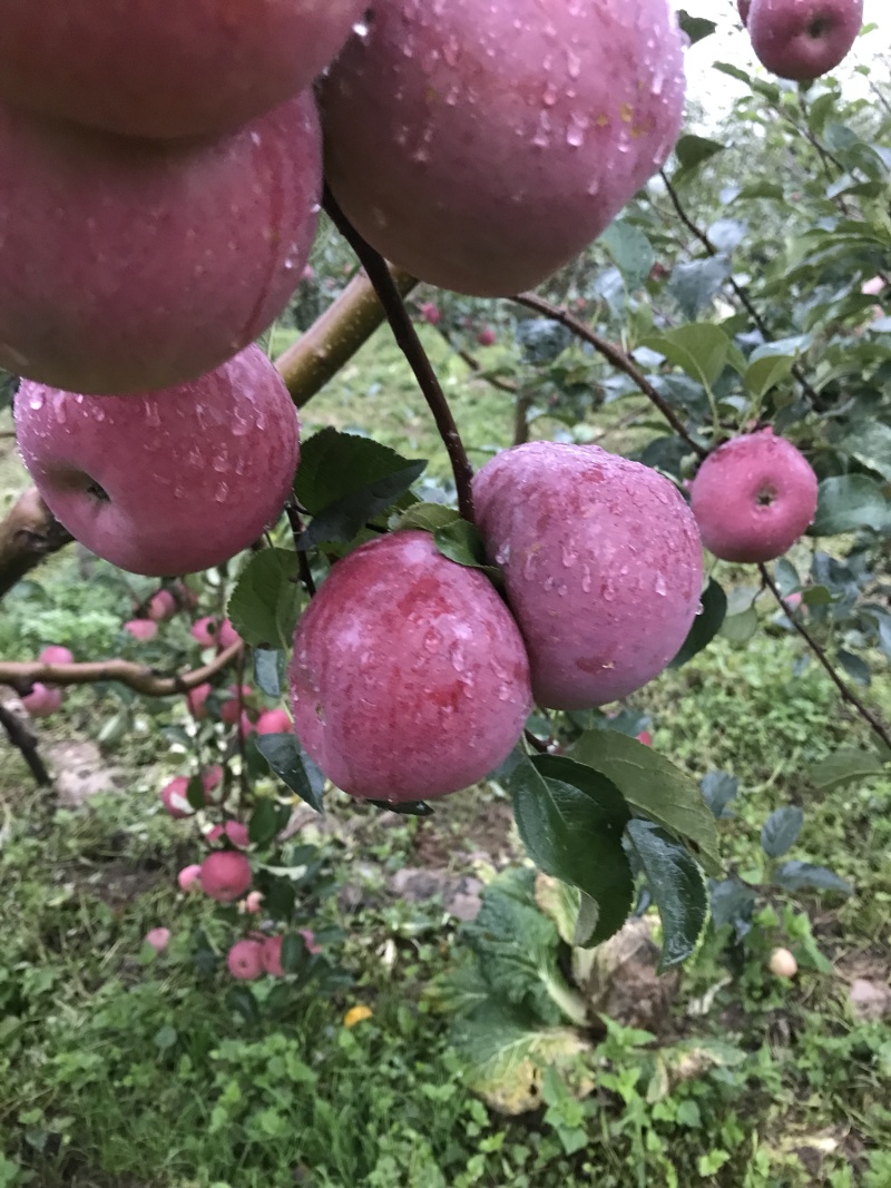 苹果