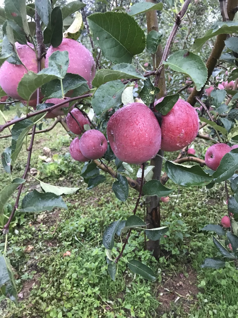 苹果