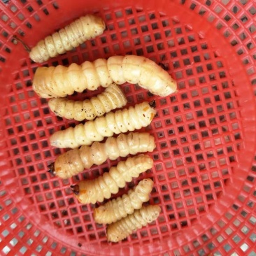 斗米虫