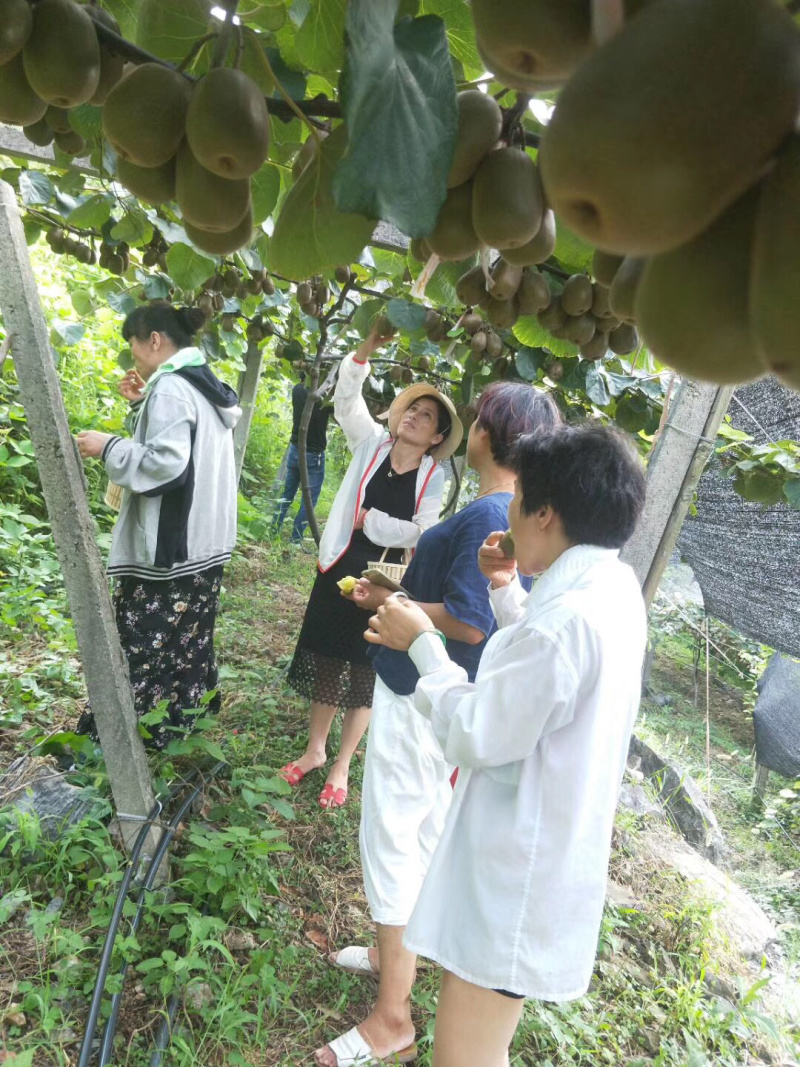 香甜多汁的高山红心猕猴桃新鲜现摘自家果园基地