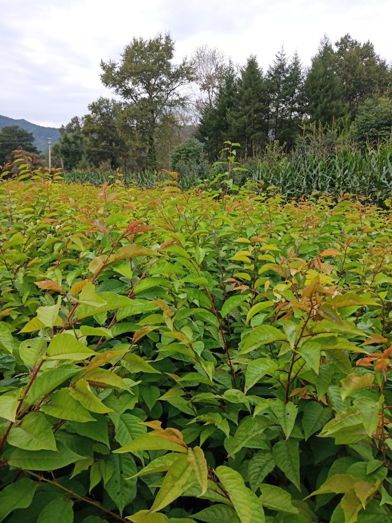 山樱苗嫁接大樱桃优选砧木，純东北种子种植接受预定