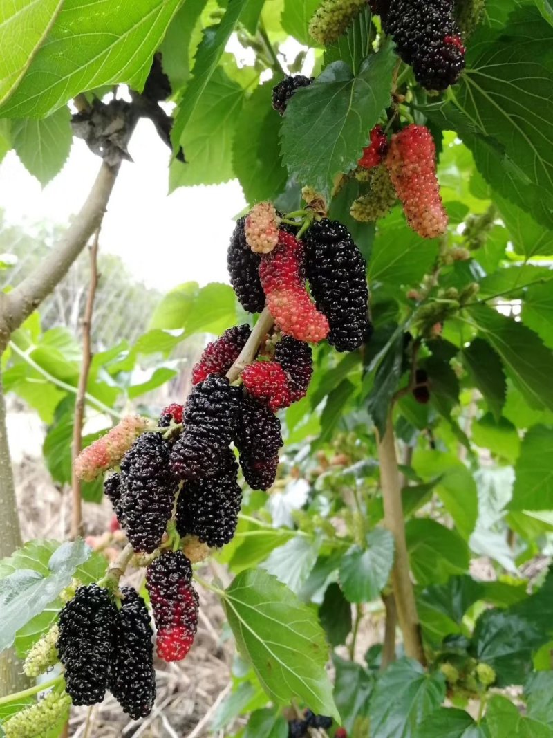 桑椹树苗当年种当年结果嫁接苗地载庭院种植阳台