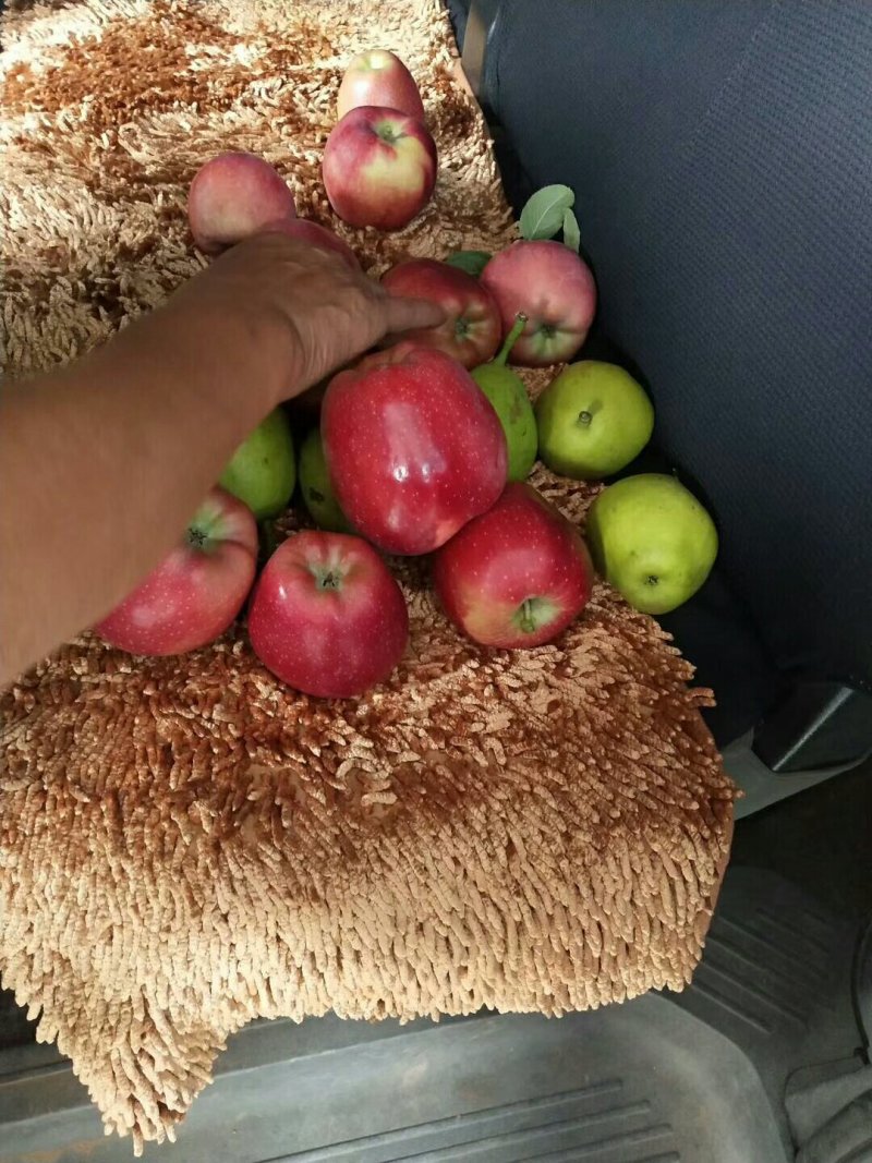 纸膜红星苹果