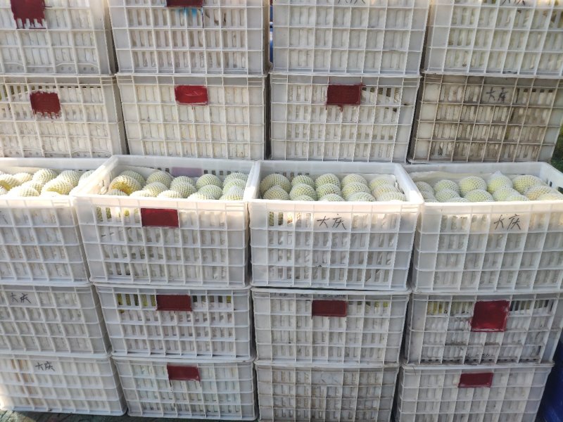 梨砀山梨酥梨砀山酥梨半斤打底货源充足