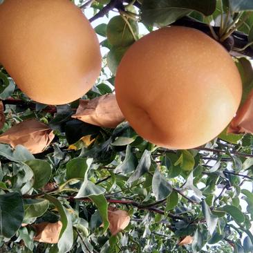 平度秋月梨-高品质高糖度的秋月大量成熟上市中