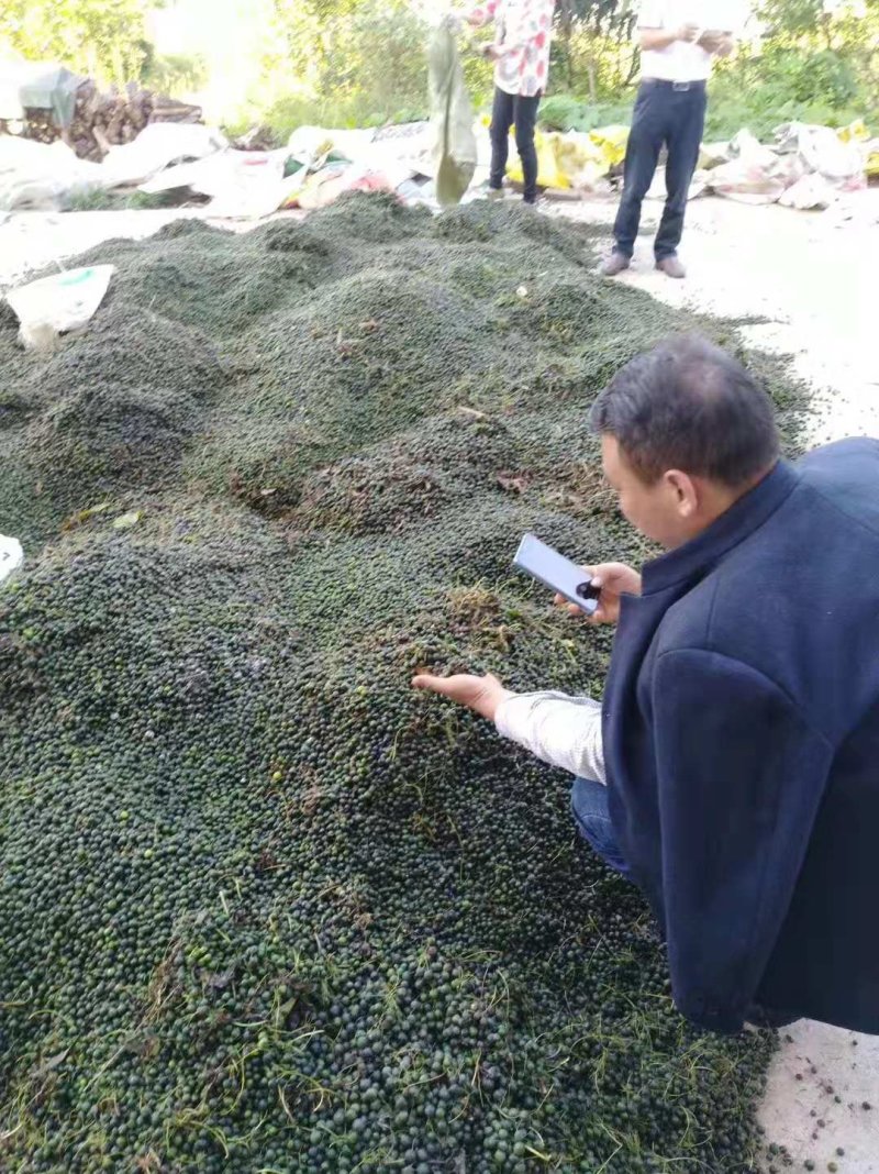 黄精种子秦岭腹地深山鸡头黄精种子，黄精种子鲜果