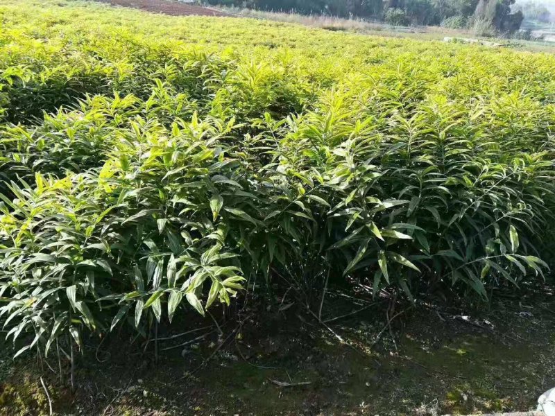 黄精种子秦岭腹地深山鸡头黄精种子，黄精种子鲜果