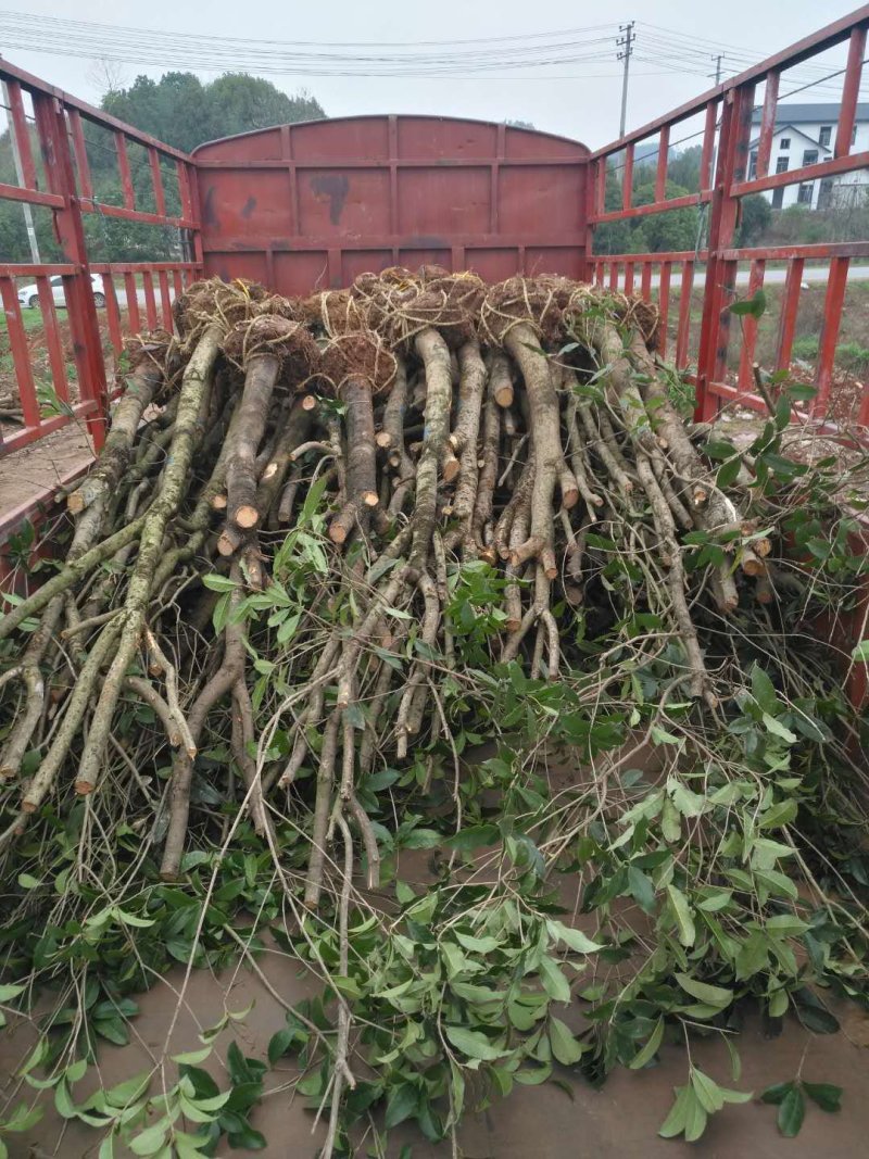 低价处理征地桂花树土地征收占地树地栽金桂树桂花树大树