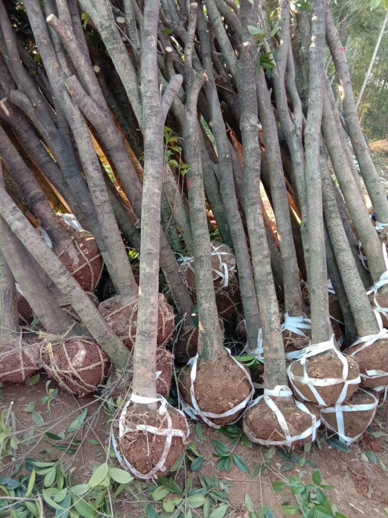 低价处理征地桂花树土地征收占地树地栽金桂树桂花树大树