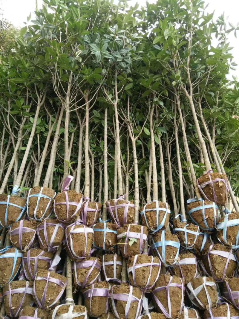 低价处理征地桂花树土地征收占地树地栽金桂树桂花树大树
