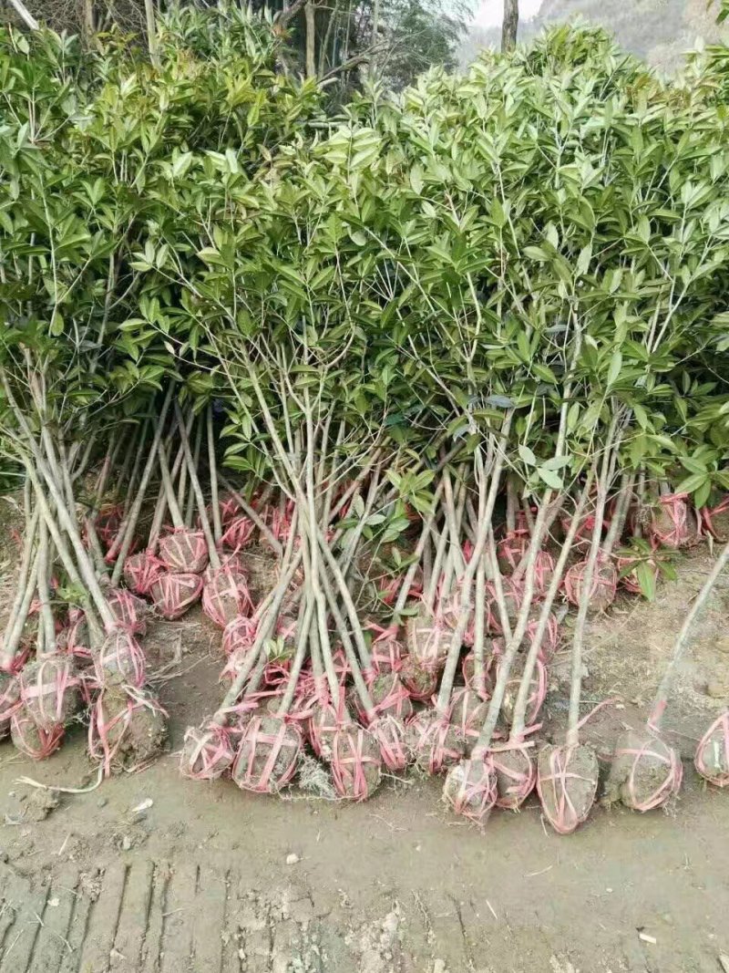 低价处理征地桂花树土地征收占地树地栽金桂树桂花树大树