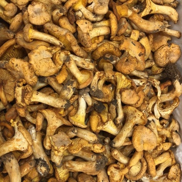 新鲜鸡油菌