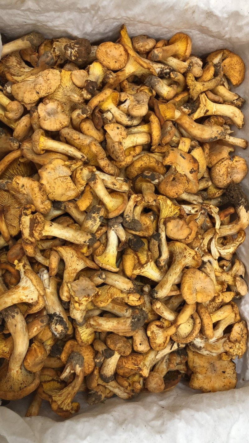 新鲜鸡油菌