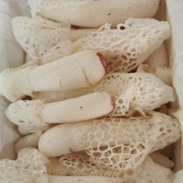 新鲜竹荪菌