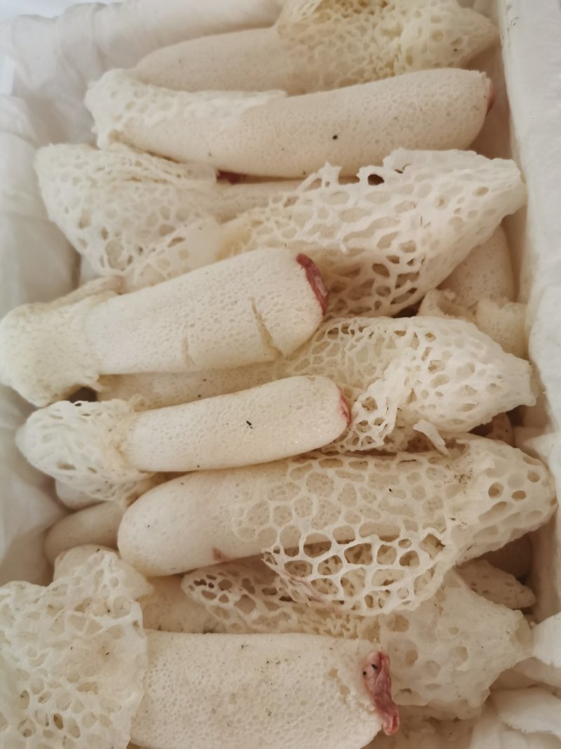 新鲜竹荪菌