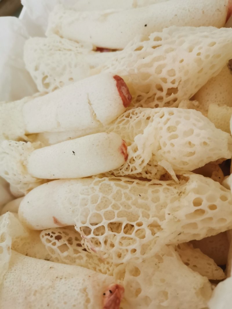新鲜竹荪菌