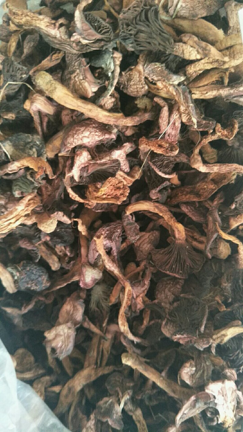 铆钉菇红蘑（肉蘑）黑头！