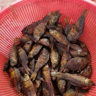 火培禾花鱼干