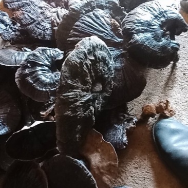 野生中药材黑灵芝统货精品都有