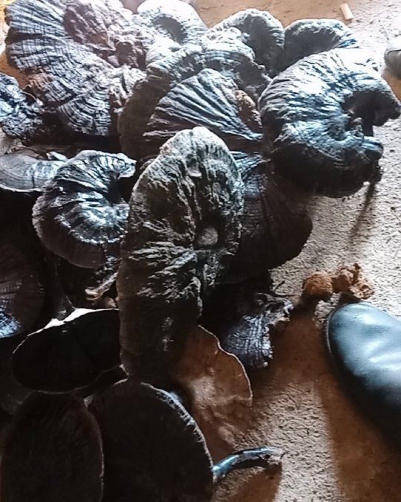 野生中药材黑灵芝统货精品都有