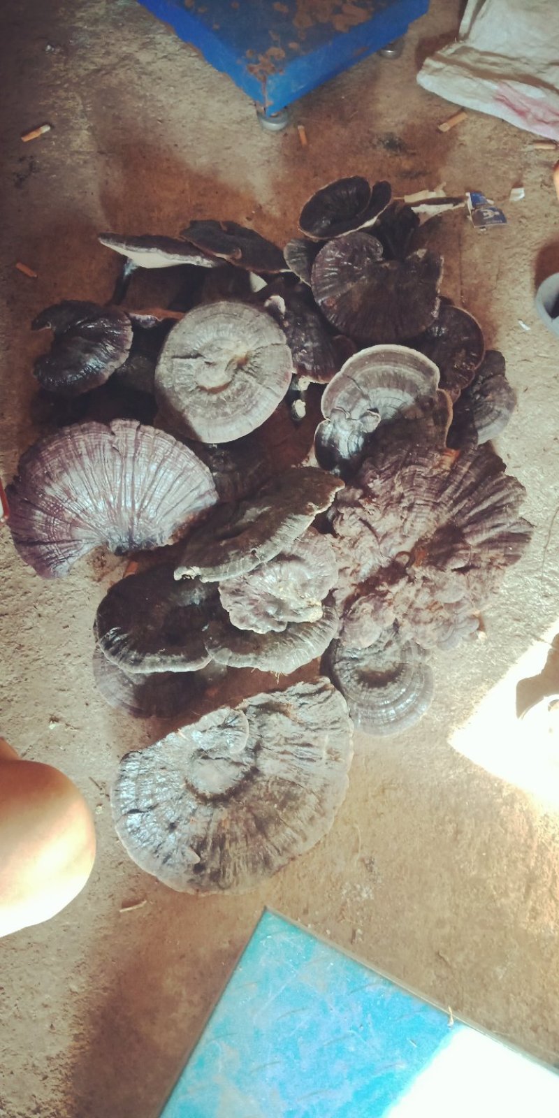 野生中药材黑灵芝统货精品都有