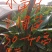 绿化专用树苗