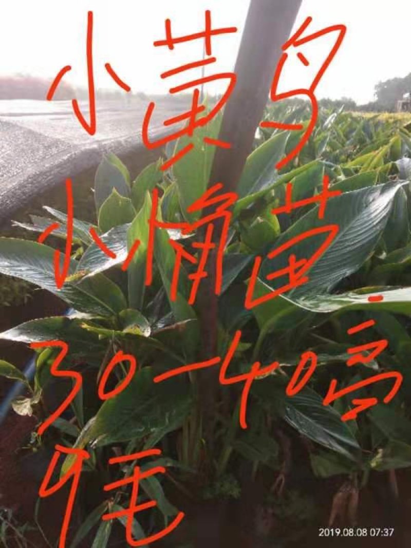 绿化专用树苗