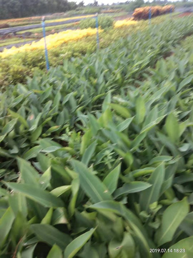 绿化专用树苗